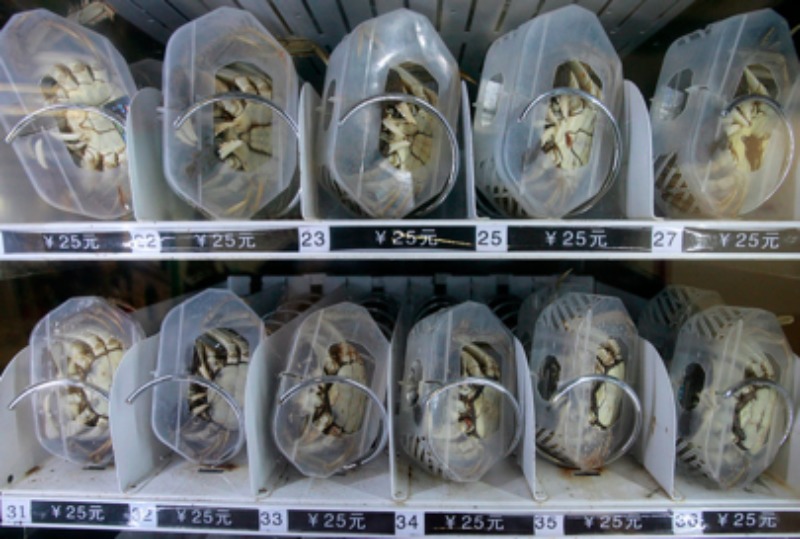 maquina vending cangrejos